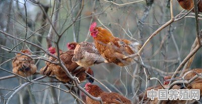 买了许多小鸡，但是有很多得病死了，小鸡为什么这么难养 - 中国养殖网
