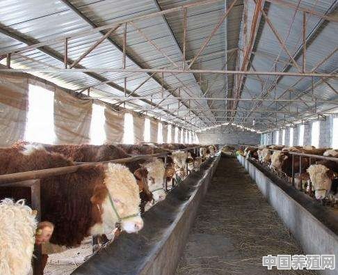 本人想回农村养牛，没本钱怎么办呀 - 中国养殖网