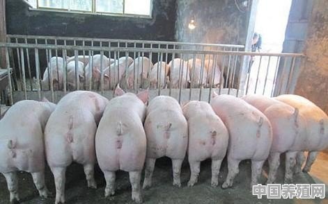 好消息！猪价年底起飞，养猪户准备好了吗 - 中国养殖网