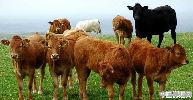 综合养殖用地可以养牛吗 - 中国养殖网