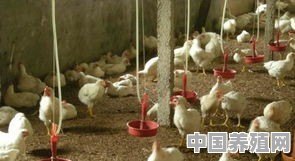 土鸡养殖不能用药吗 - 中国养殖网