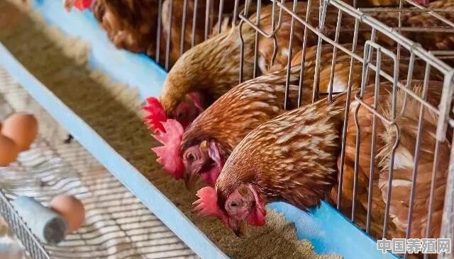 土鸡养殖不能用药吗 - 中国养殖网