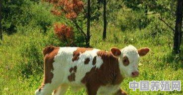 对于养牛户来说，牛犊如何饲养才能长的好 - 中国养殖网