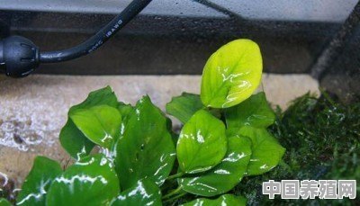 鱼缸里都可以养什么植物 - 中国养殖网