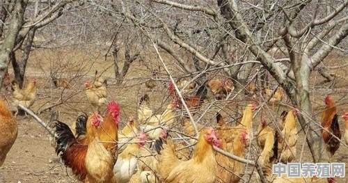 林地散养土鸡一般面临生长周期长，产蛋率低，怎样能够做到利息最大化 - 中国养殖网