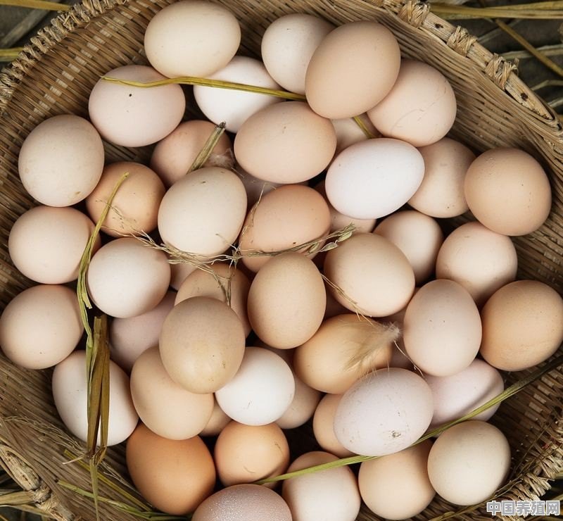 林地散养土鸡一般面临生长周期长，产蛋率低，怎样能够做到利息最大化 - 中国养殖网