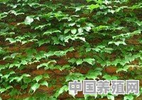 求能攀爬耐阴的观叶植物 - 中国养殖网