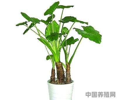 求能攀爬耐阴的观叶植物 - 中国养殖网