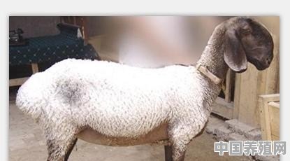 麦盖提羊和别的羊有什么区别 - 中国养殖网