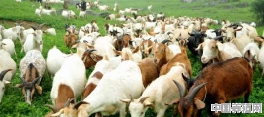 肉羊的养殖前景如何 - 中国养殖网