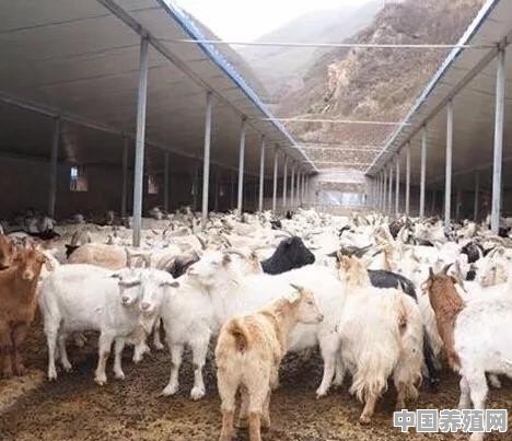 肉羊的养殖前景如何 - 中国养殖网