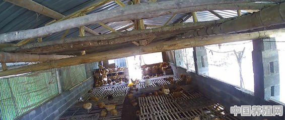 林地如何圈养土鸡_土鸡孵化机_小鸡孵化机 - 中国养殖网