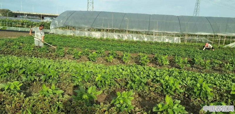 在农村，大棚种植什么作物利润高、风险小 - 中国养殖网