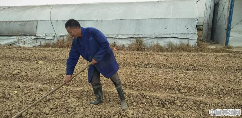 在农村，大棚种植什么作物利润高、风险小 - 中国养殖网