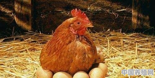 鸡喂头疼粉起什么效果 - 中国养殖网