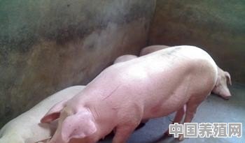 鸡喂头疼粉起什么效果 - 中国养殖网