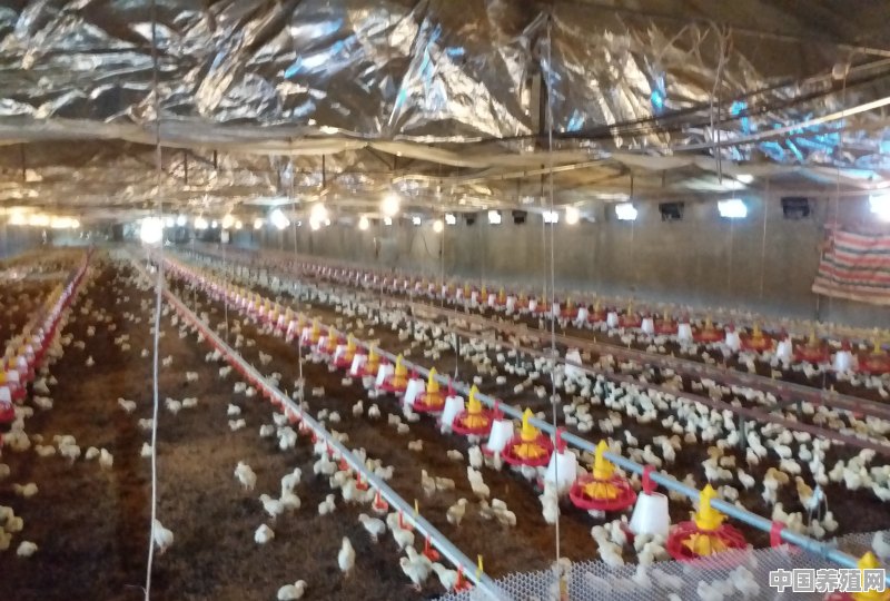 养鸡场快速除臭改善环保问题的解决方法有哪些 - 中国养殖网