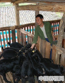 喂羊吃玉米，什么样的最好 - 中国养殖网