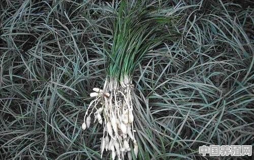 麦冬草怎么养护 - 中国养殖网