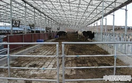 在家乡规模化养牛，该如何设计养牛场？有具体数据吗 - 中国养殖网