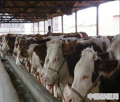 在家乡规模化养牛，该如何设计养牛场？有具体数据吗 - 中国养殖网