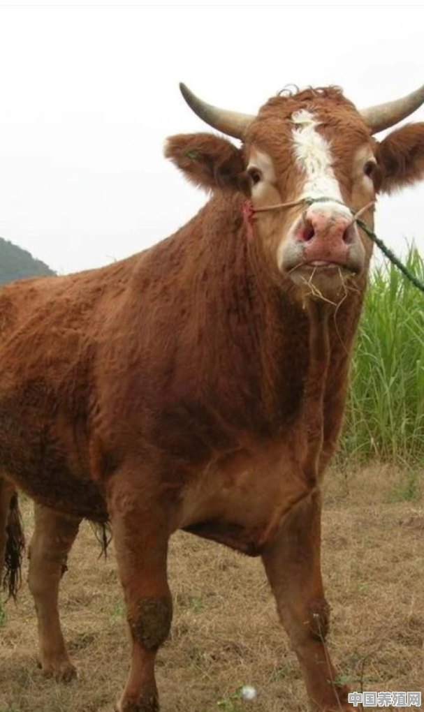 一头牛出栏时间一般多久 - 中国养殖网