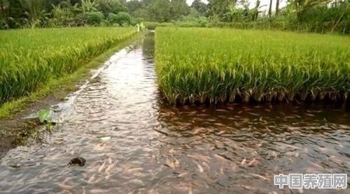 准备租二千亩至一万亩荒田种植，只施农家肥不打农药的稻谷，然后田里养稻花鱼，可行吗 - 中国养殖网