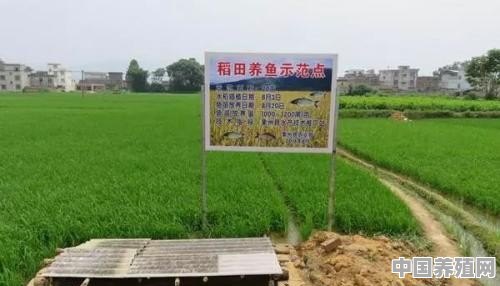 准备租二千亩至一万亩荒田种植，只施农家肥不打农药的稻谷，然后田里养稻花鱼，可行吗 - 中国养殖网