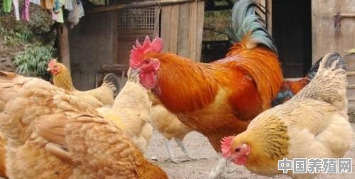 几月份养鸡合适 - 中国养殖网