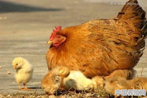 几月份养鸡合适 - 中国养殖网