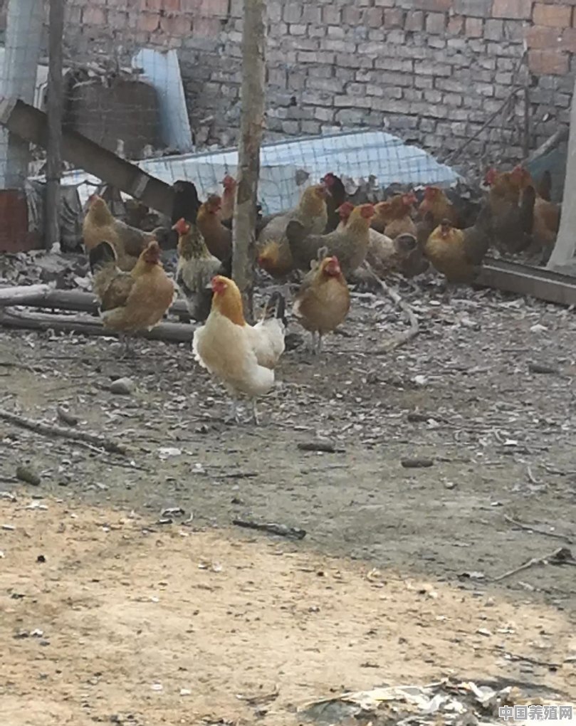 国外有养公鸡母鸡没 - 中国养殖网