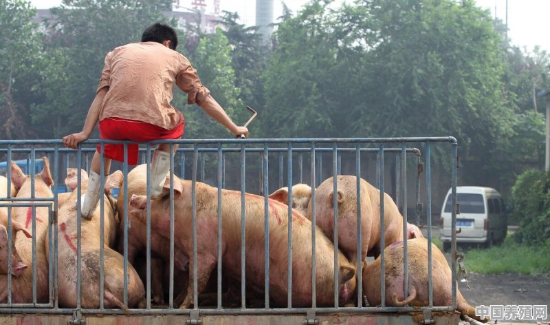 生猪价格持续下跌，市场行情低迷，后期猪价或将有所回升 - 中国养殖网