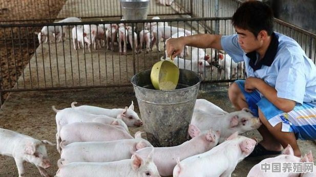 无抗饲料时代来临，如何做好猪场保健？同道之人，分享一下 - 中国养殖网