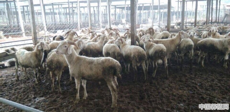 “育肥羊”不喂料能长的快吗，有哪些好的经验值得分享吗 - 中国养殖网