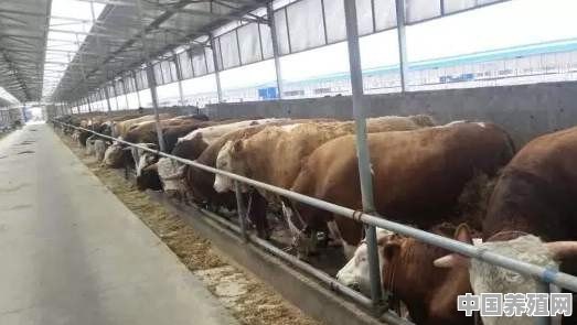 建一个500头牛的养殖场需要多少钱 - 中国养殖网
