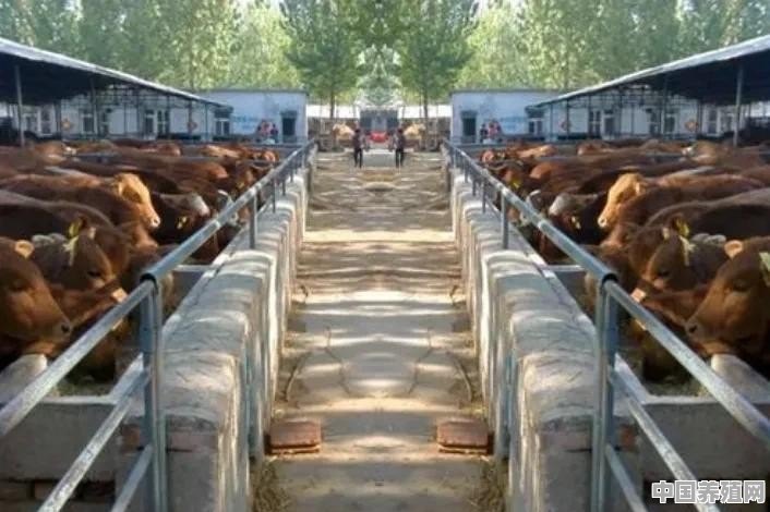 建一个500头牛的养殖场需要多少钱 - 中国养殖网