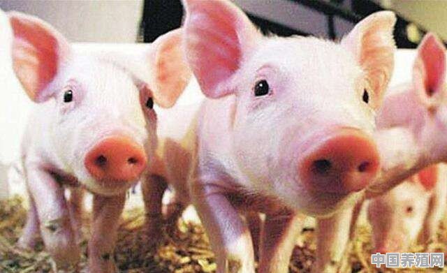 兽用板蓝根注射液母猪产后能用吗？为什么 - 中国养殖网