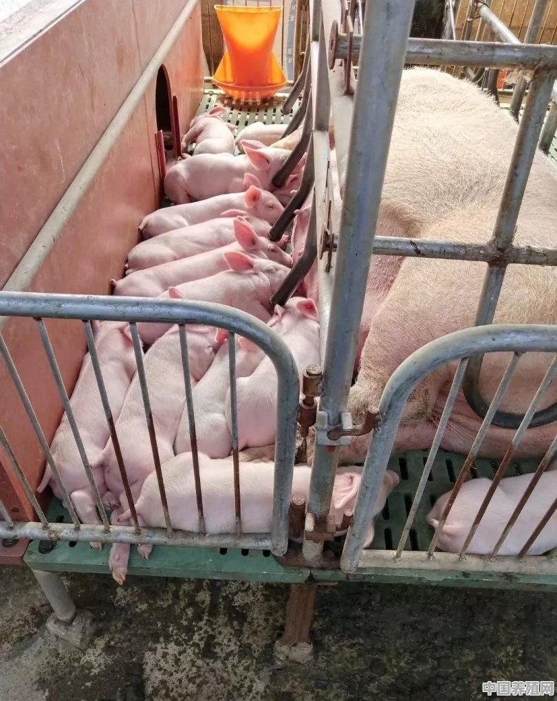 兽用板蓝根注射液母猪产后能用吗？为什么 - 中国养殖网