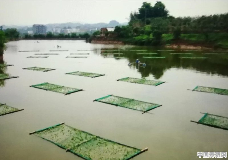 冬季放养山平塘魚苗用什么药给鱼消毒好 - 中国养殖网