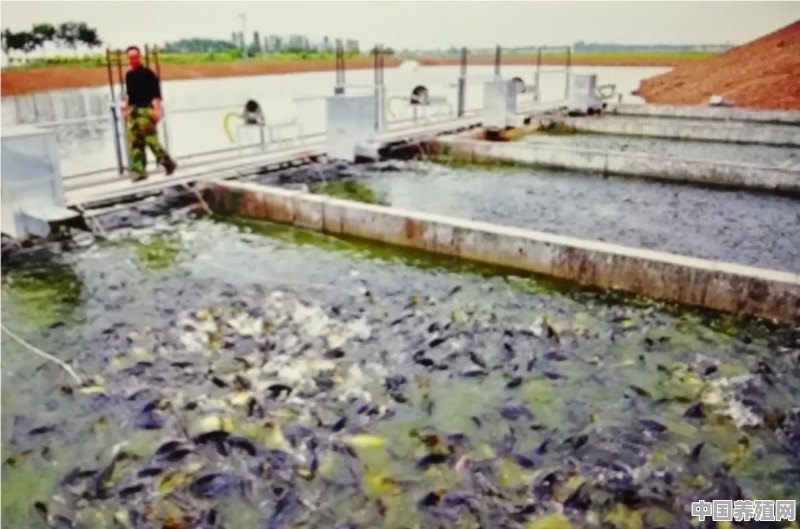 冬季放养山平塘魚苗用什么药给鱼消毒好 - 中国养殖网