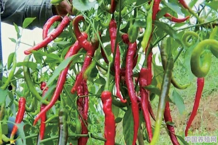 农村种植辣椒，为何老是落叶，坏辣椒，有什么办法没 - 中国养殖网