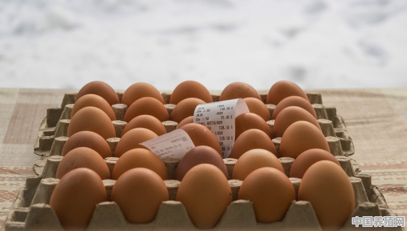 水鸭如何多产蛋 - 中国养殖网