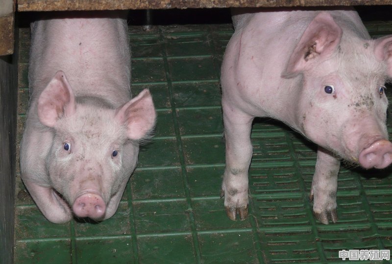 请教下各位猪友们，大家养猪是怎么记账的 - 中国养殖网
