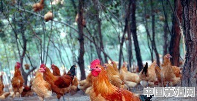 养鸡业有哪些完整的防治病方法 - 中国养殖网