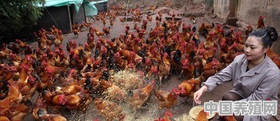 养鸡业有哪些完整的防治病方法 - 中国养殖网