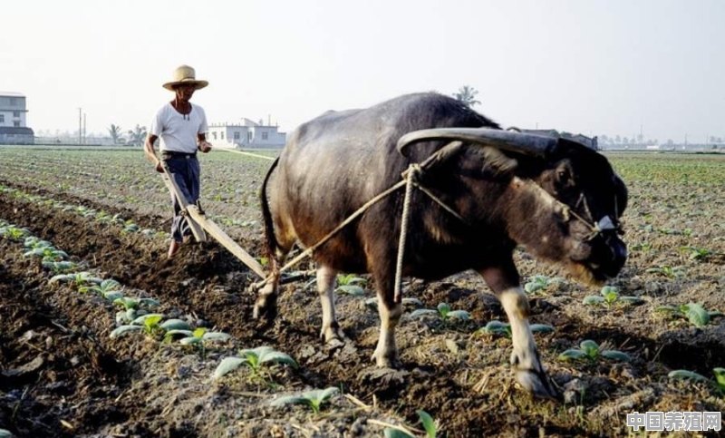 当下，如何才能改变农民告别传统农业的种植模式 - 中国养殖网