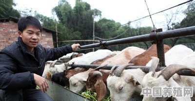 农村养殖猪牛羊哪个更好 - 中国养殖网