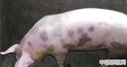 养猪过程中怎么防治猪丹毒呢 - 中国养殖网