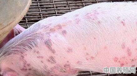 养猪过程中怎么防治猪丹毒呢 - 中国养殖网