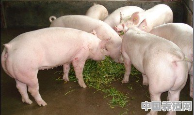 什么样的猪场称得上美丽猪场 - 中国养殖网